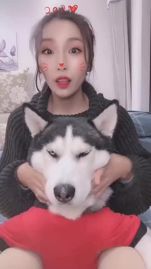 哈士奇这娘们可不像好人呐养傻狗就是为了玩的