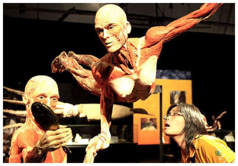 全球唯一的人体博物馆人体结构过于逼真6岁以下不允许进入