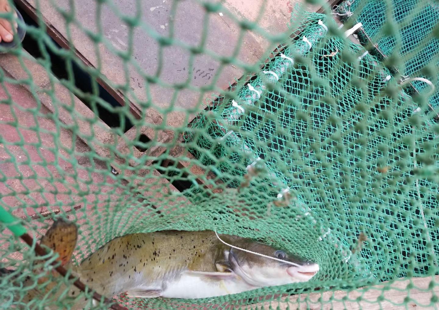 8斤价值500块钱,这么贵的鱼,竟然是用蟑螂钓上来的__财经头条