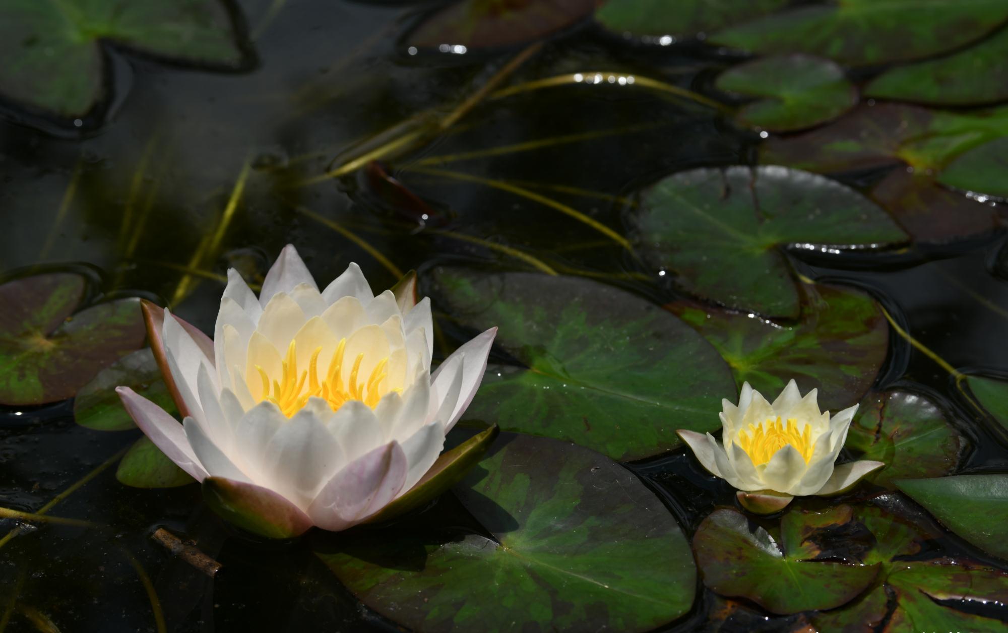 天涯何处觅野莲——茈碧莲芳踪记