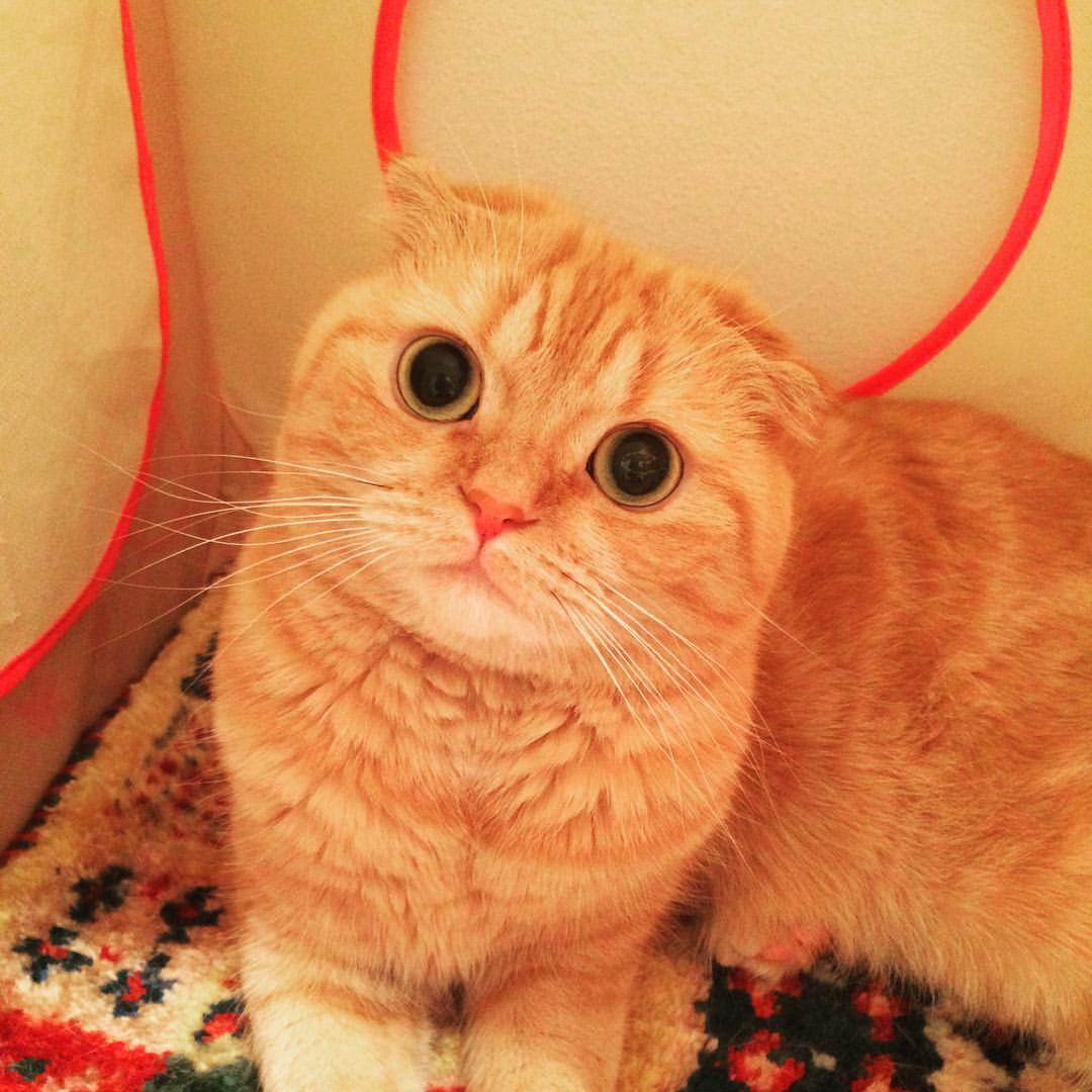 没有什么不开心是吸猫治愈不了的,今日份折耳橘猫吸起来_高清图集