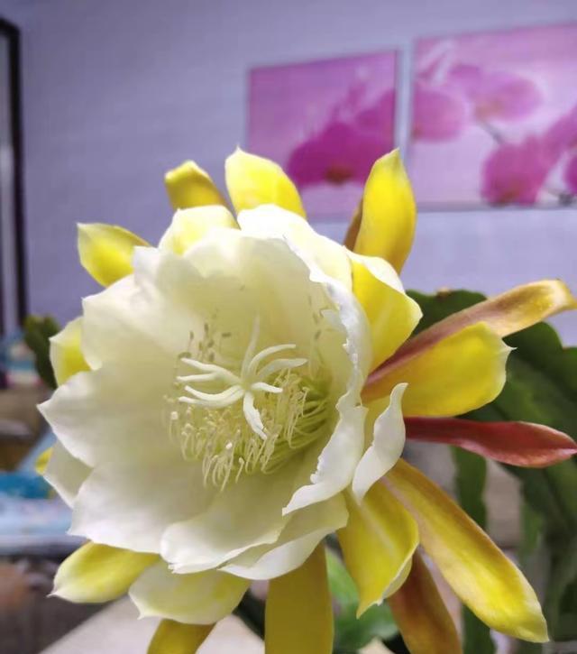 令箭荷花不开花几点养护别落根壮叶肥