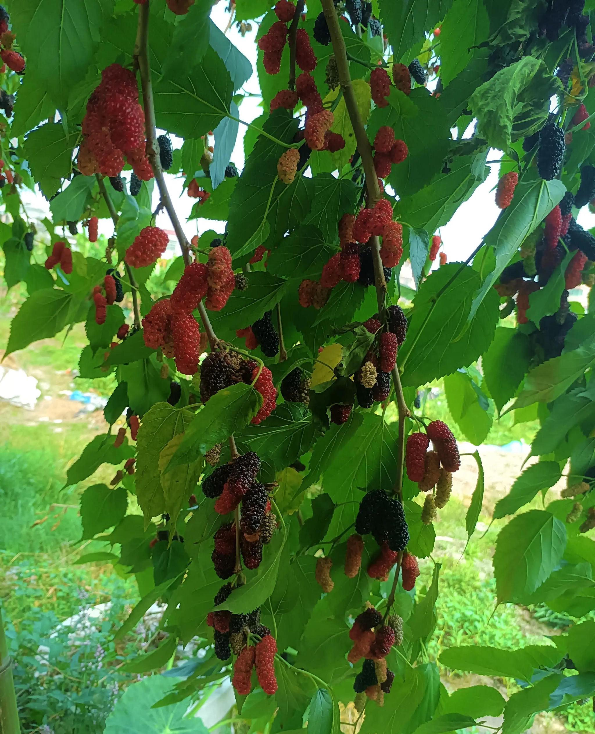 满树的桑葚子这是洗干净晾干水分的.准备点白冰糖.