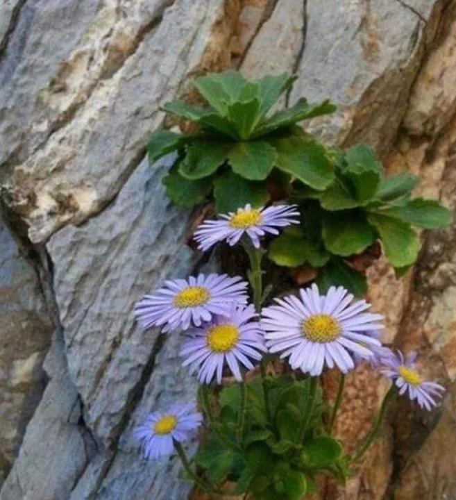 悬崖峭壁,石缝间的花,强悍的生命力,令人敬佩!