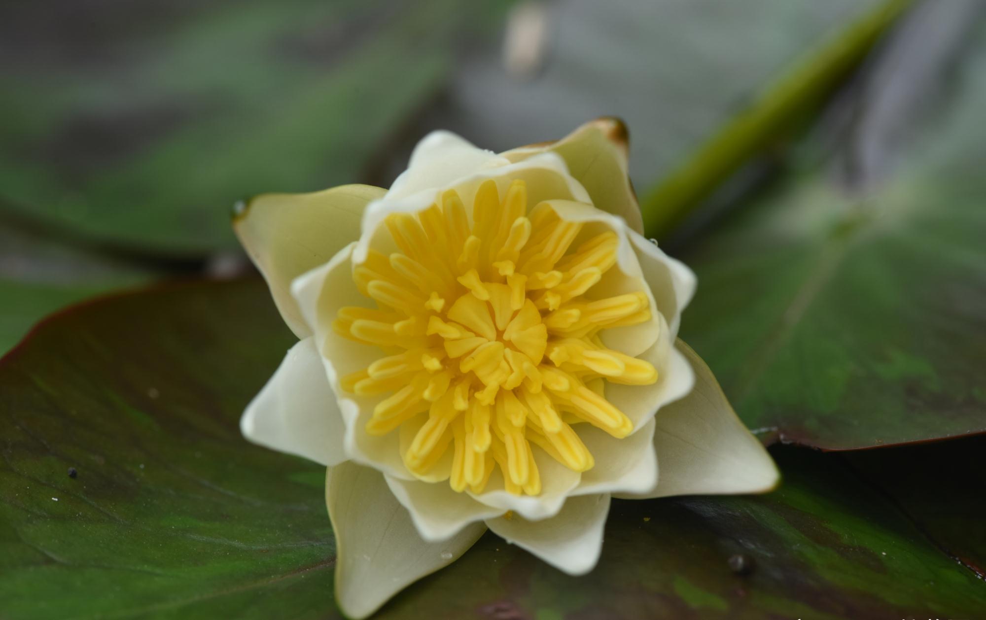 天涯何处觅野莲——茈碧莲芳踪记