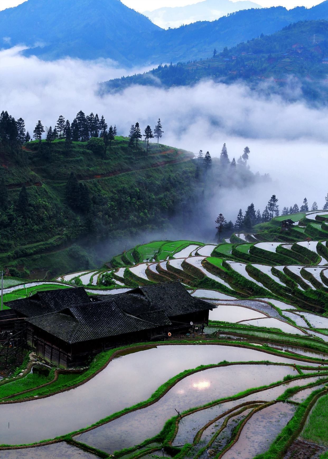你见过传统文化的《贵州梯田》吗?_高清图集_新浪网