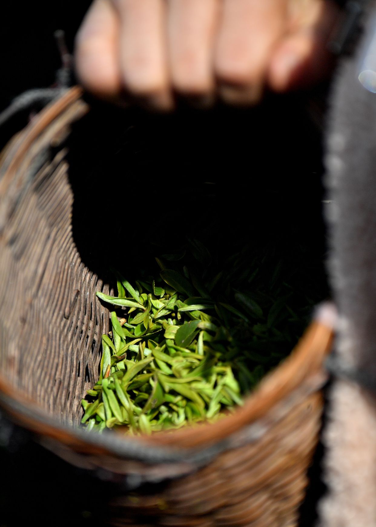 茶香弥漫湖北宣恩春茶开采啦