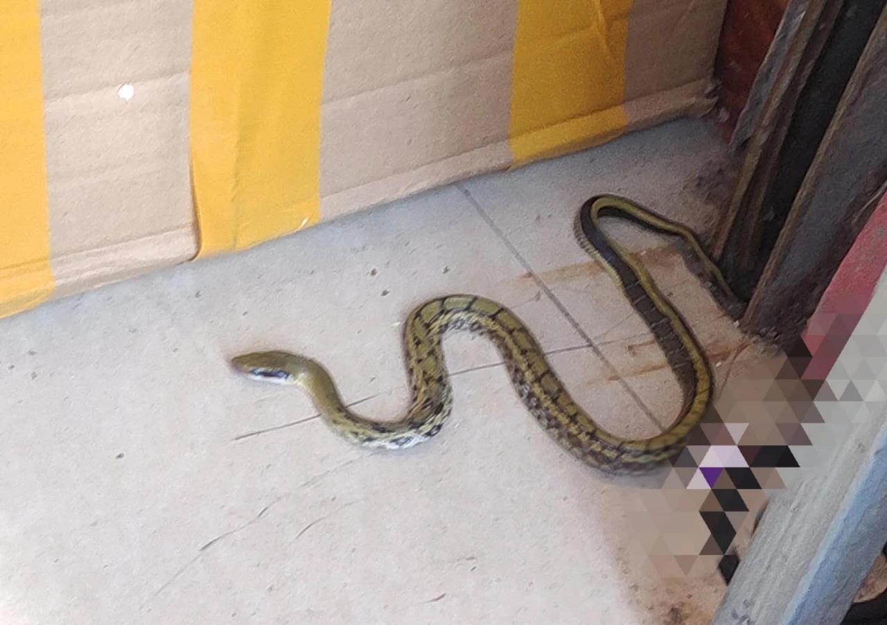 四川一住户家中跑出一条蛇