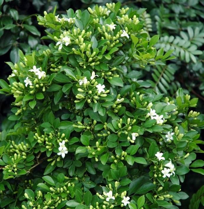 天养盆九里香,香味浓开花久,好养易活香气浓