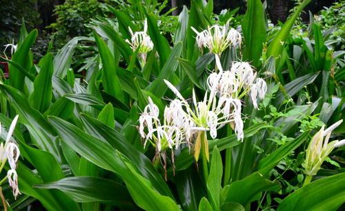 文殊兰,别名罗裙带,文兰树,水蕉,海带七,是石蒜科文殊兰属植物.