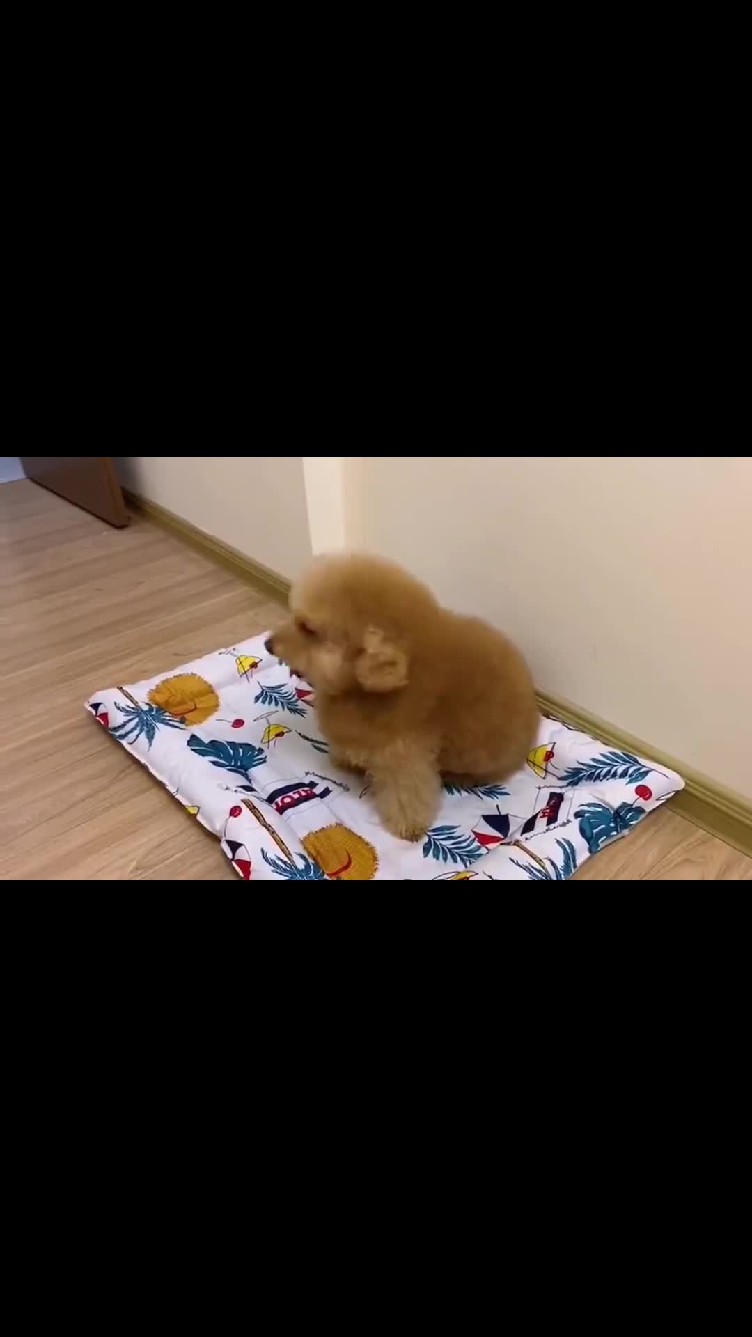 泰迪涂涂:你说什么,我看不见!_手机新浪网