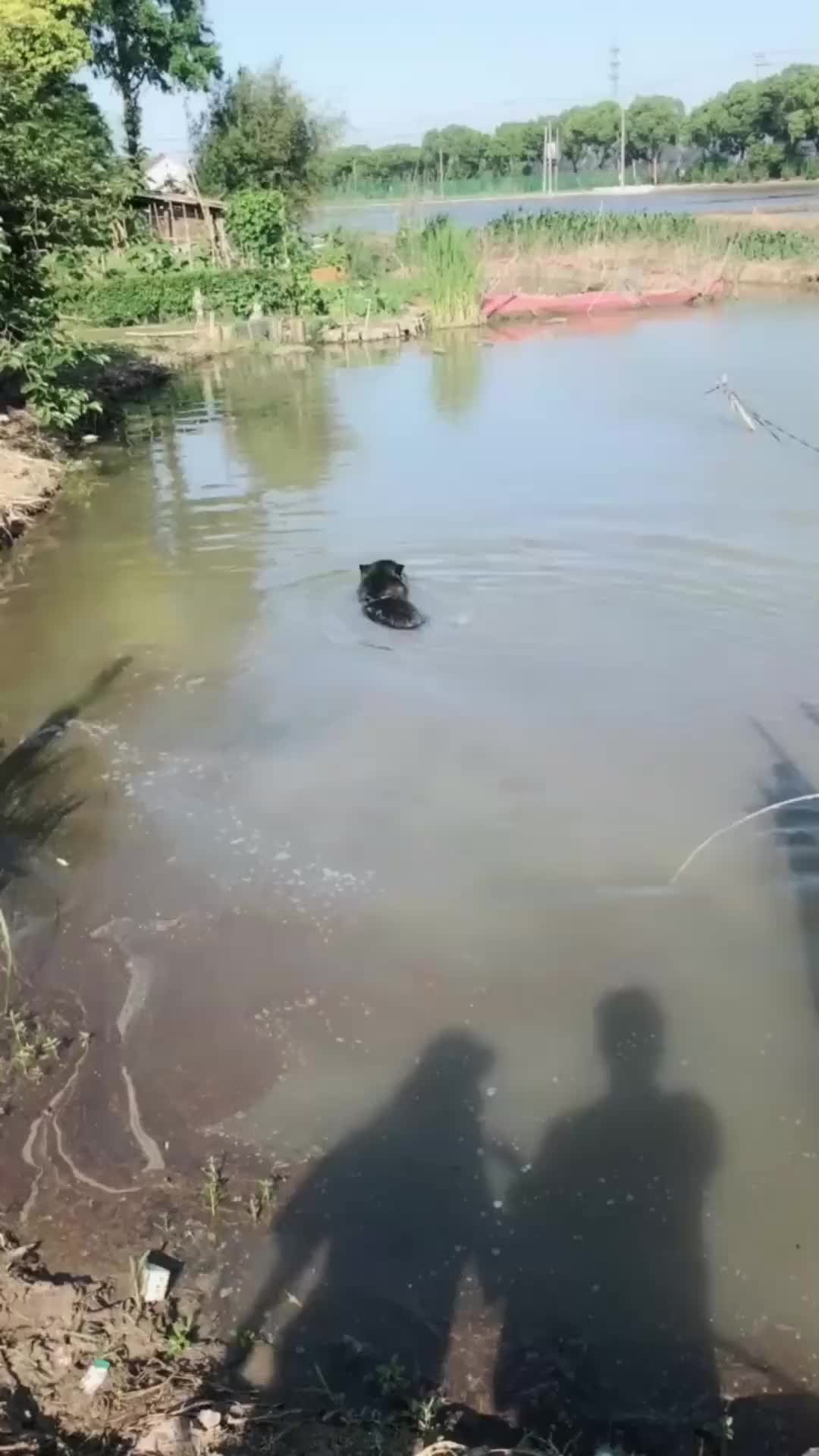 主人带狗狗游泳没想到狗狗钻到臭水沟里不出来了
