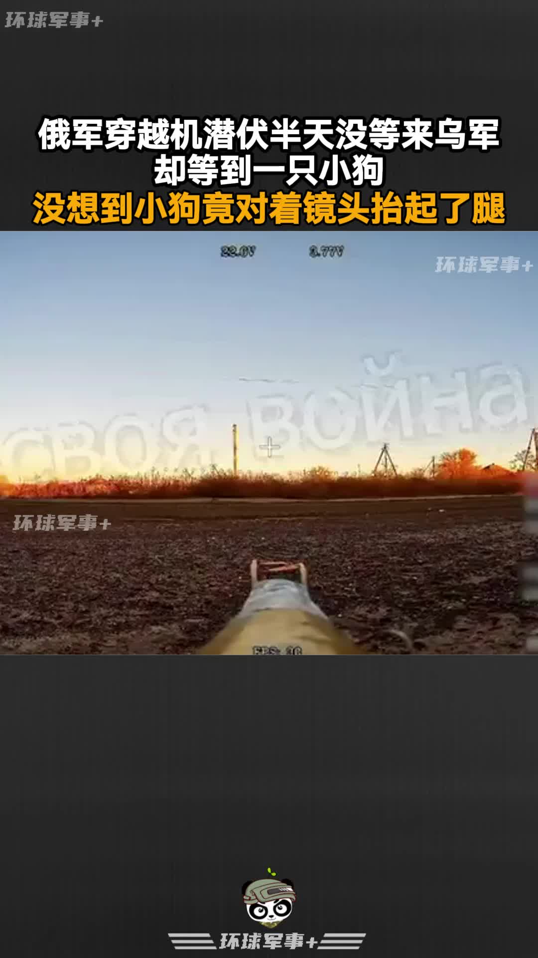 俄军穿越机潜伏半天，没等来乌军却等到一只小狗！