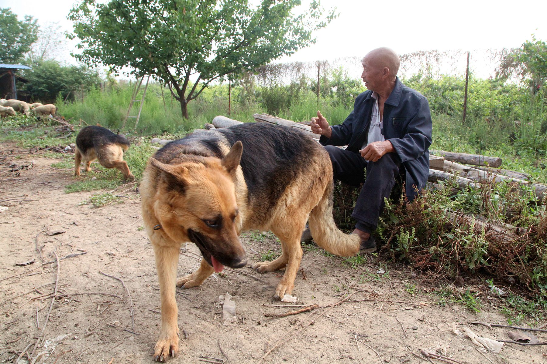 卖小狗成抢手货年赚5000元,看长啥样|小狗|大叔|放羊_新浪新闻