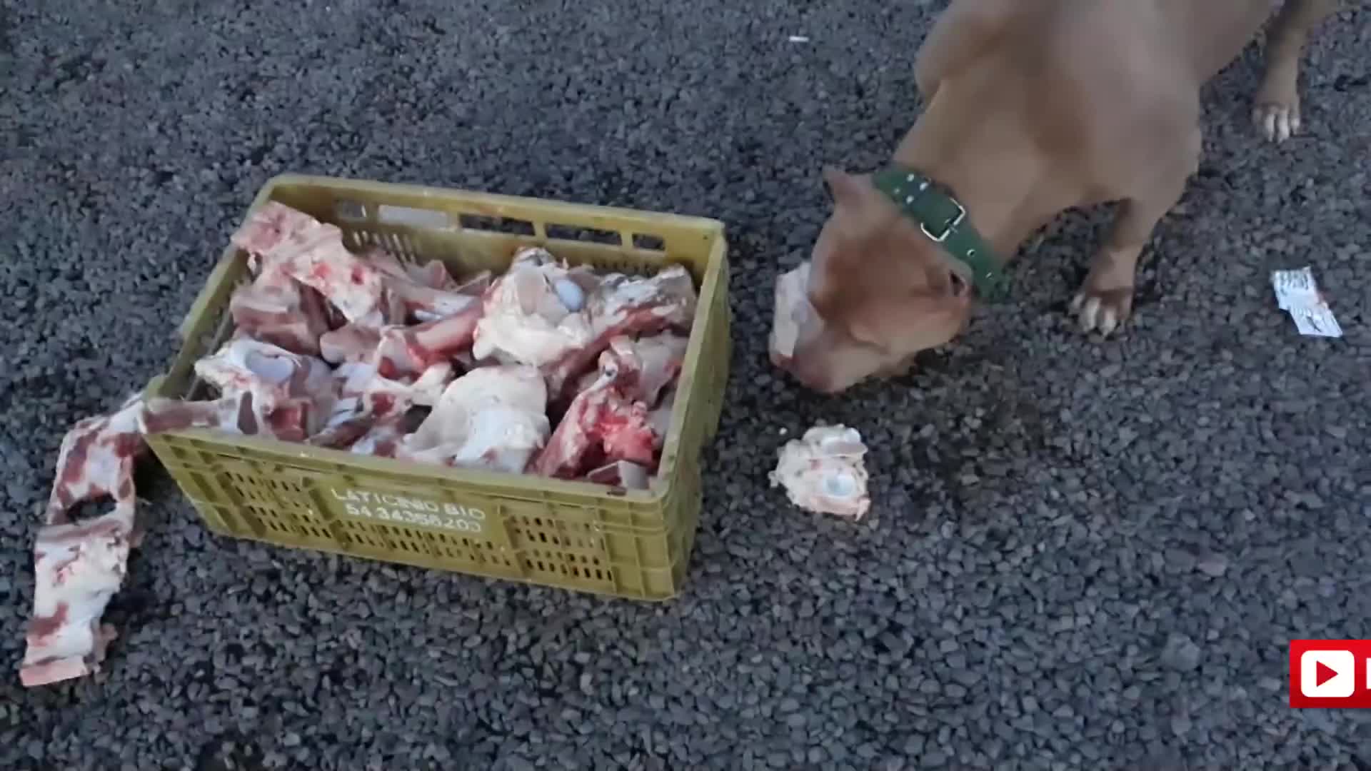 土豪小伙饲养恶霸犬 只给狗狗们吃生肉 生牛骨