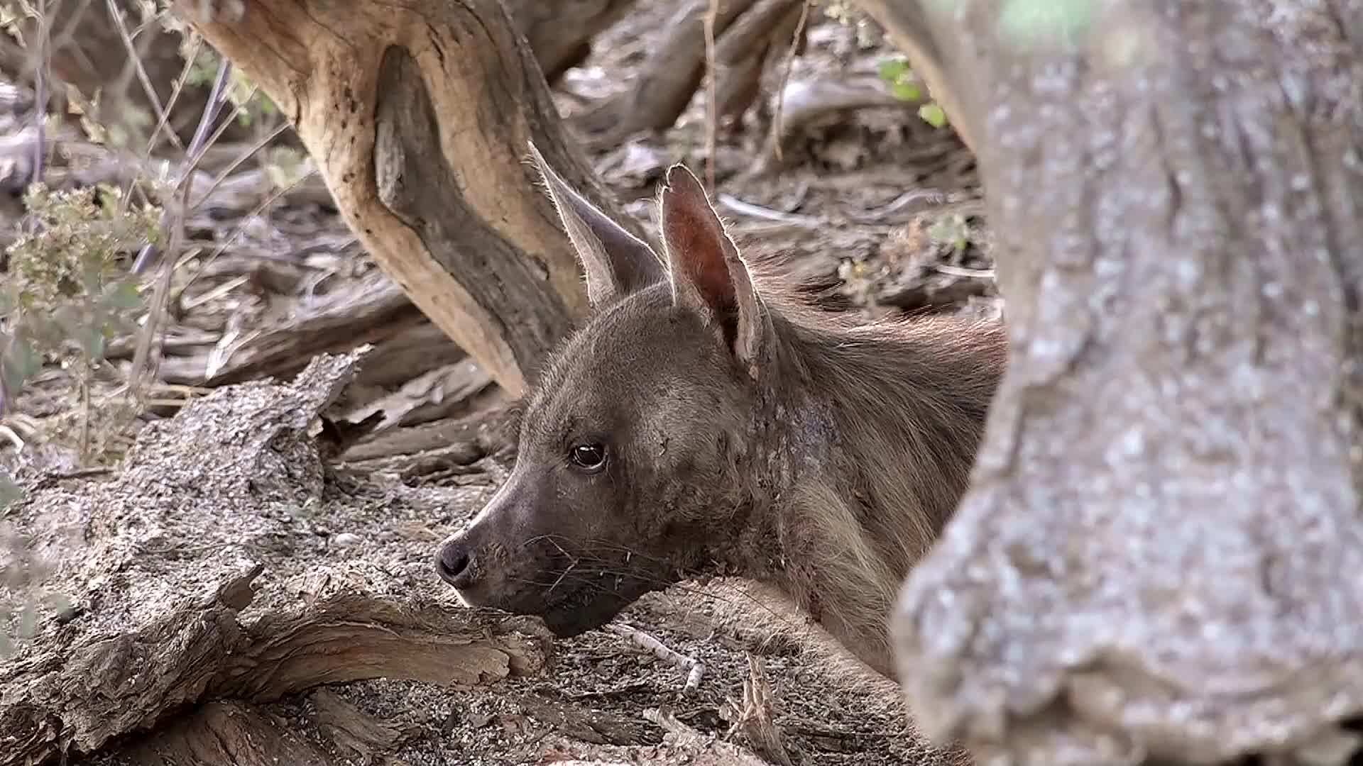 被组织抛弃的褐鬣狗,独自觅食!夜色中小心翼翼的喝水