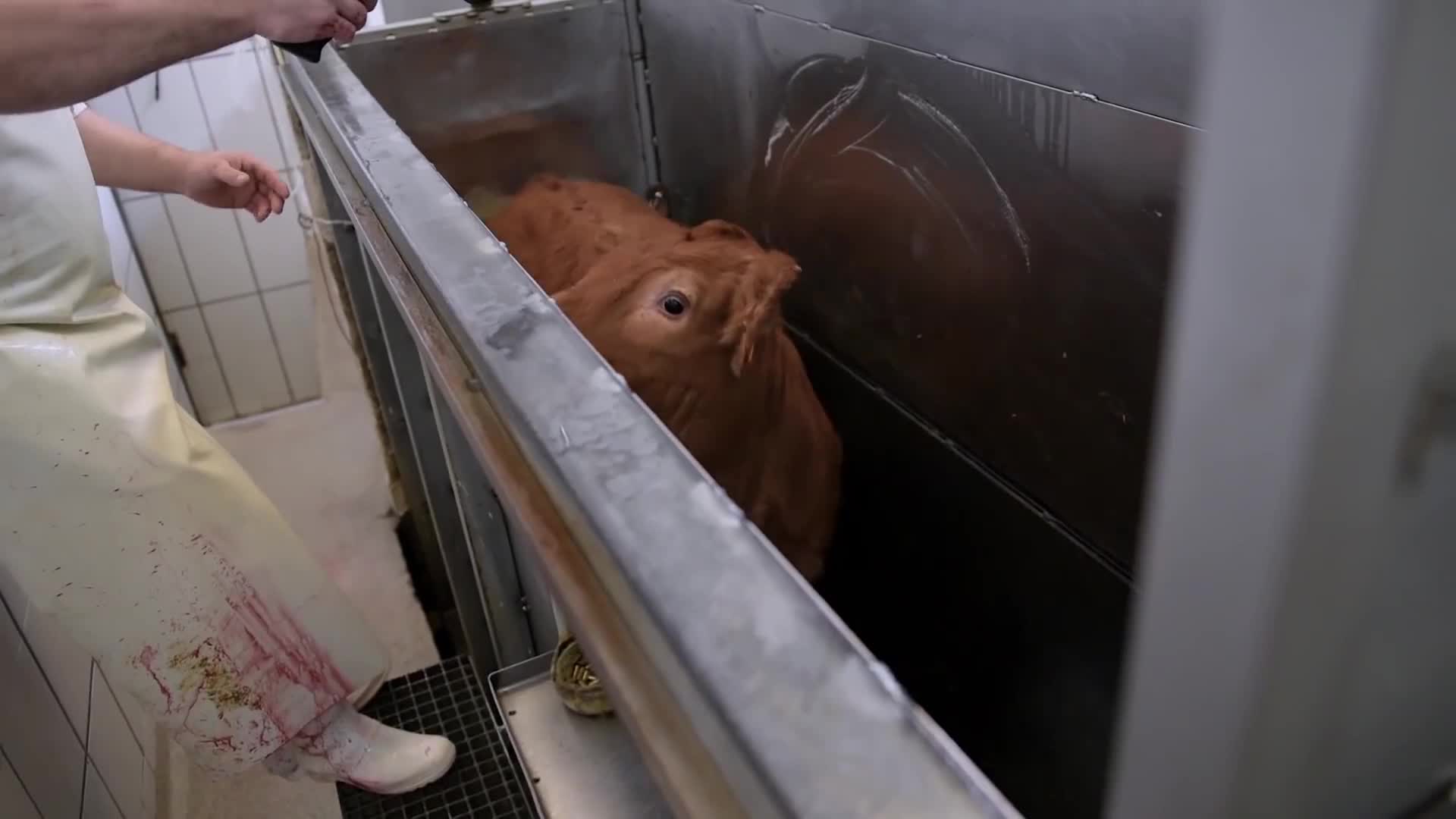 国外杀牛流水线有多厉害呢一头牛完整进去出来就变成牛排了