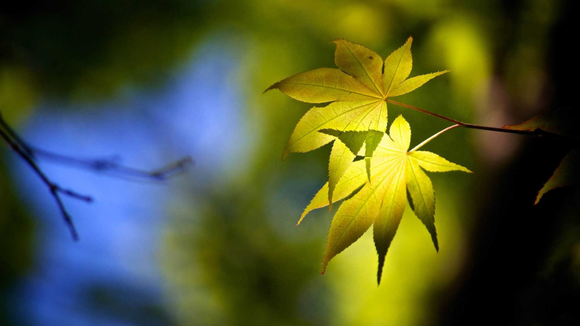 从2021年开始,运势如虹,会意气风发,福气满满的三大生肖
