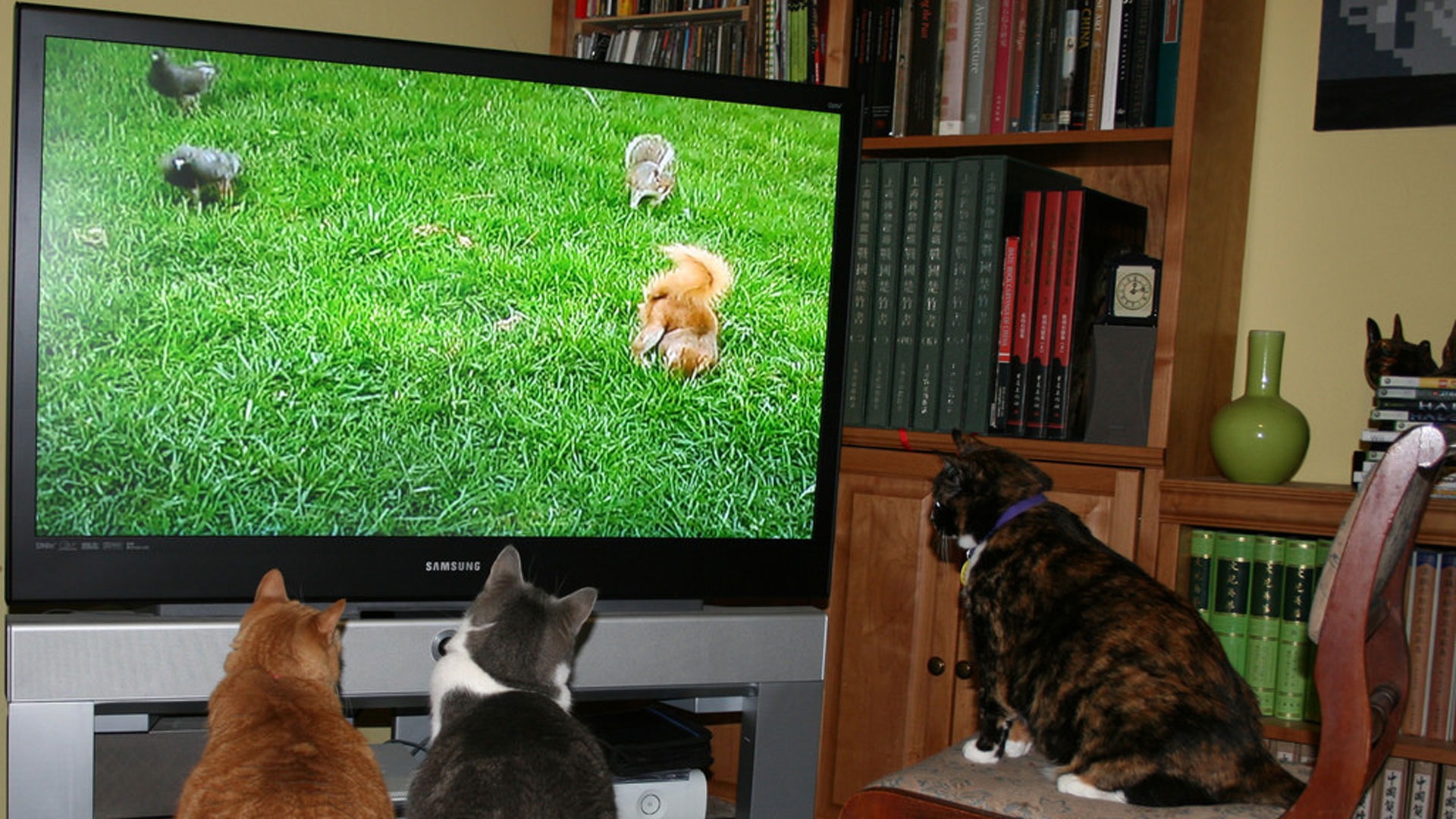 晚饭后最喜欢和我的猫一起看电视但它看到的跟我们看到的一样吗