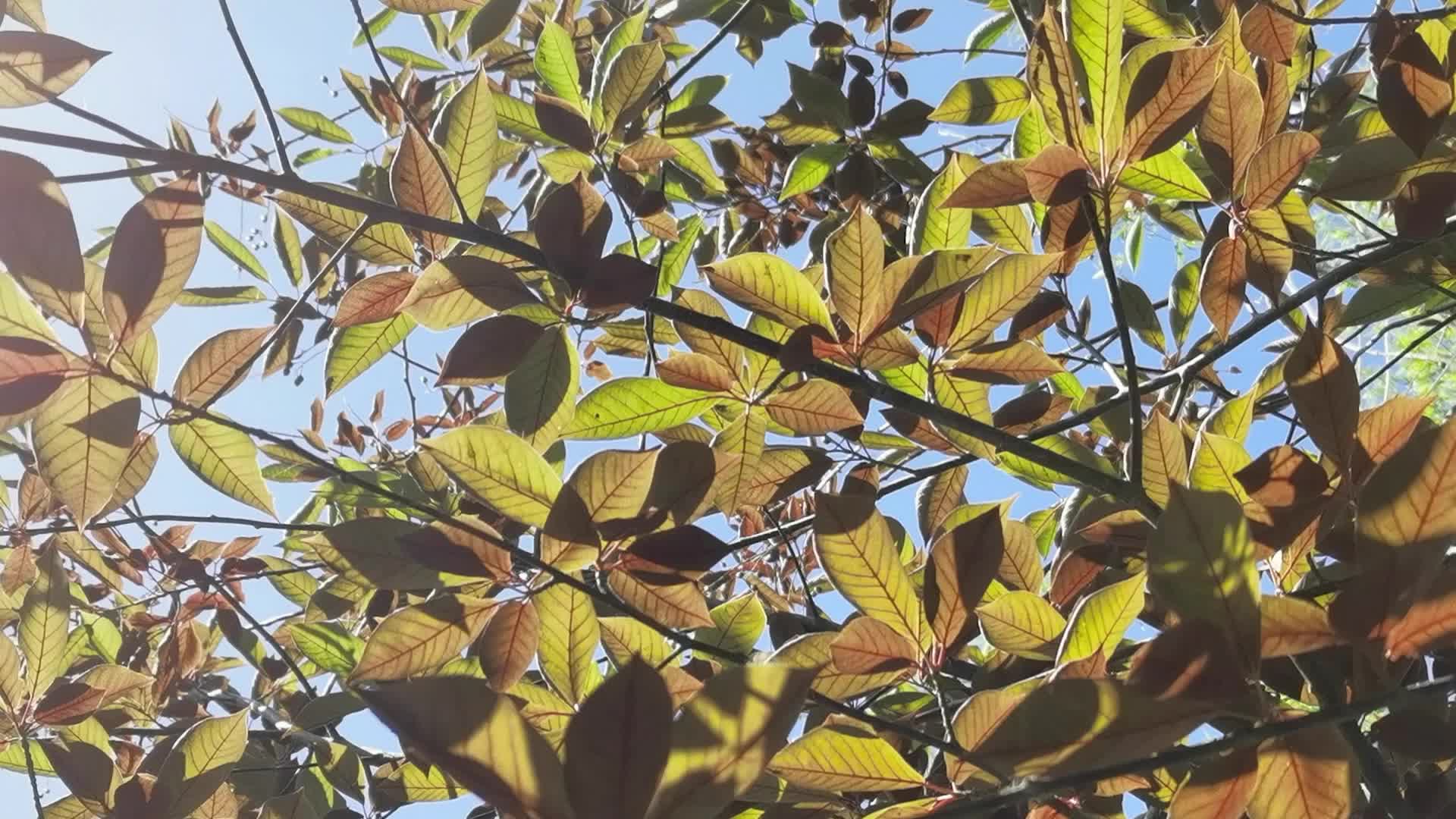 稠李树 新浪(移动端)