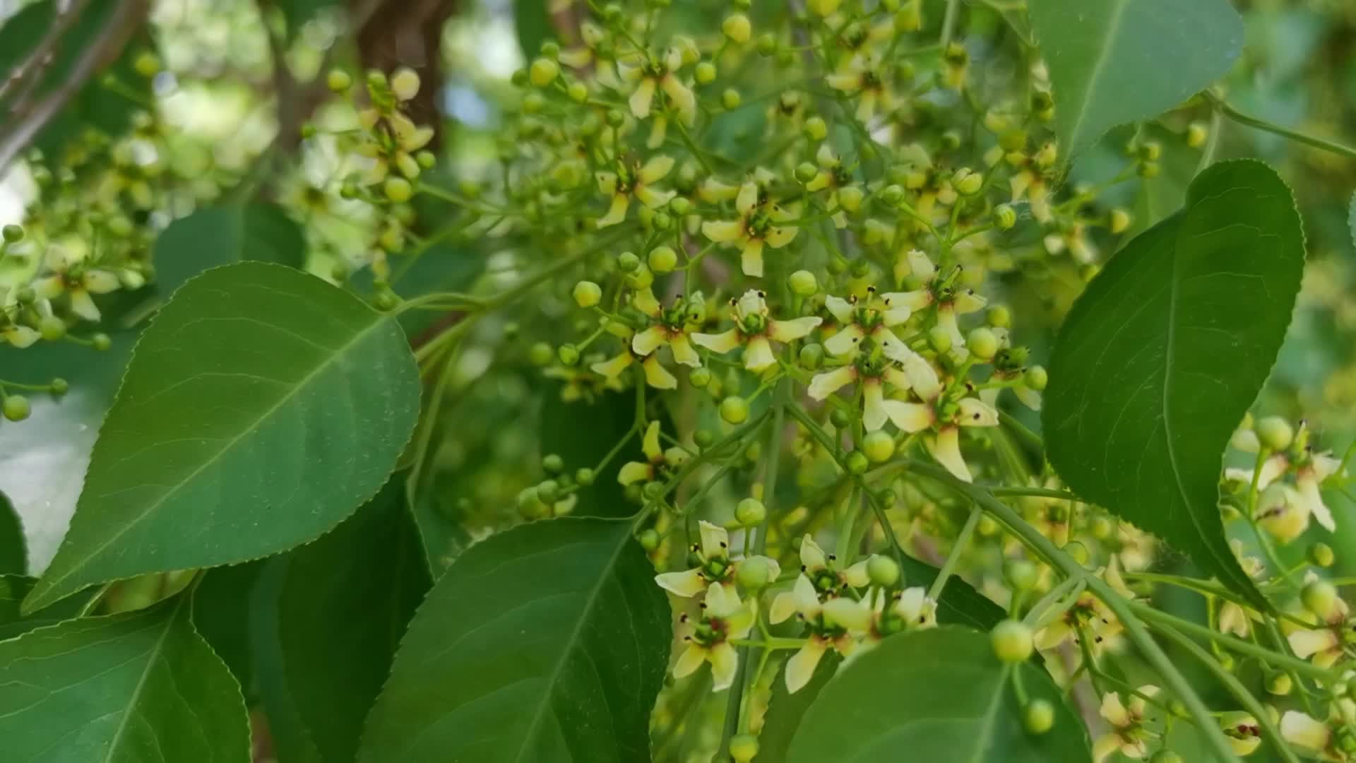 桃叶卫矛小花,原创视频