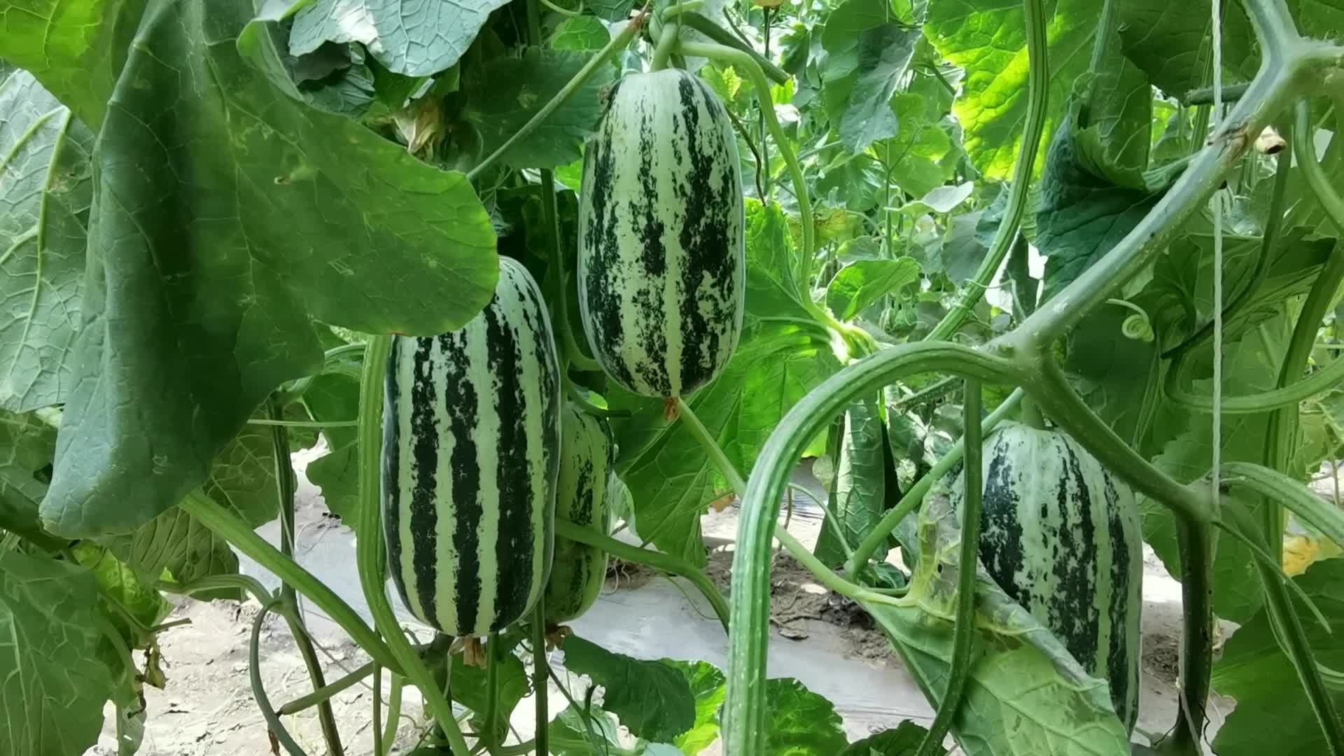 大棚里的羊角蜜甜瓜,原创视频