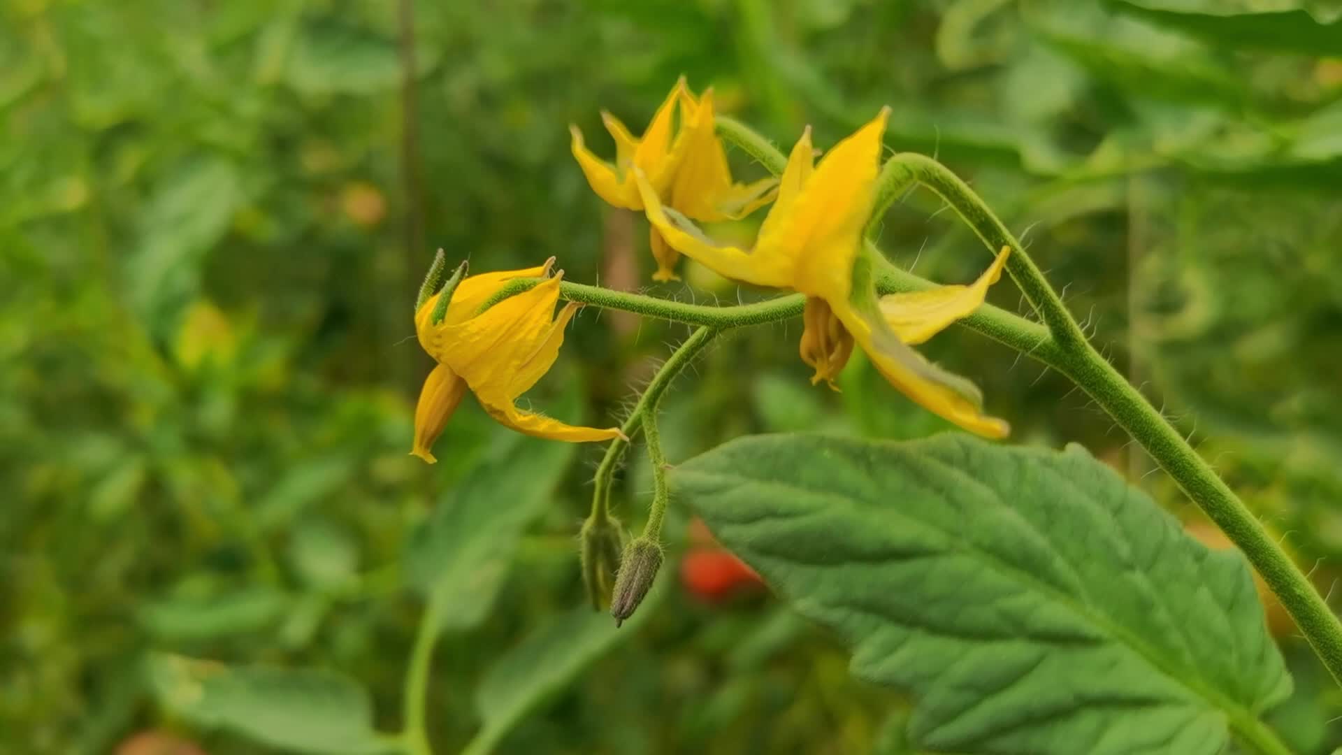 西红柿花,原创视频