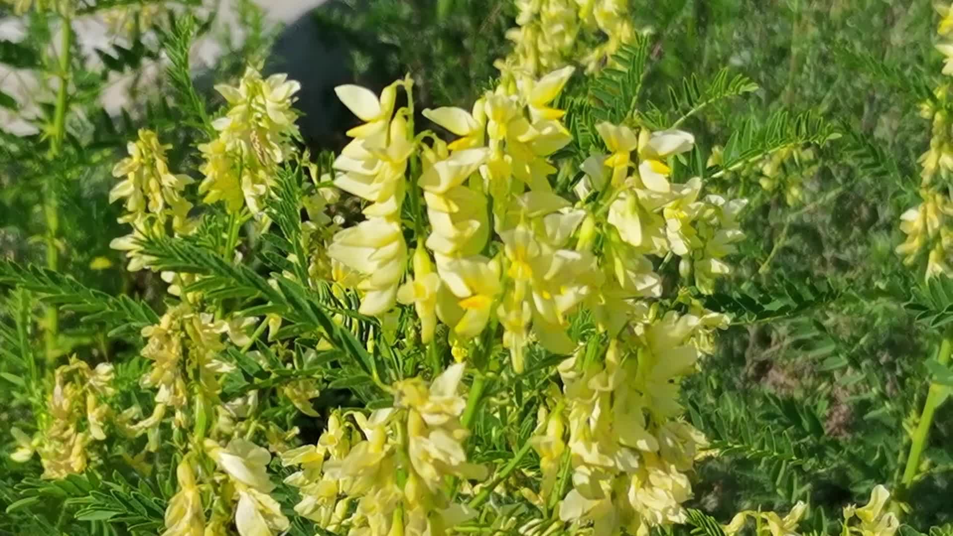 野生黄芪花,原创视频