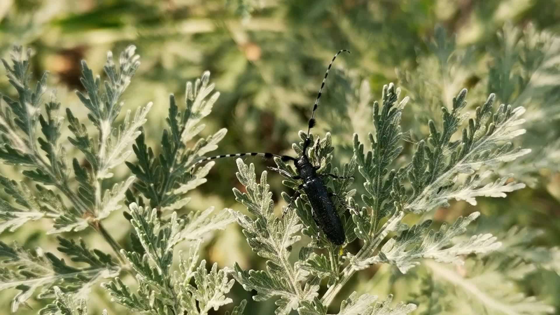 黑天牛,原创视频