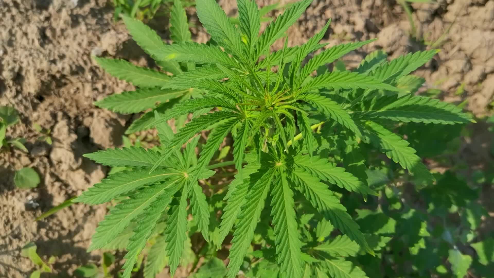 还没成熟的野生黄麻,原创视频