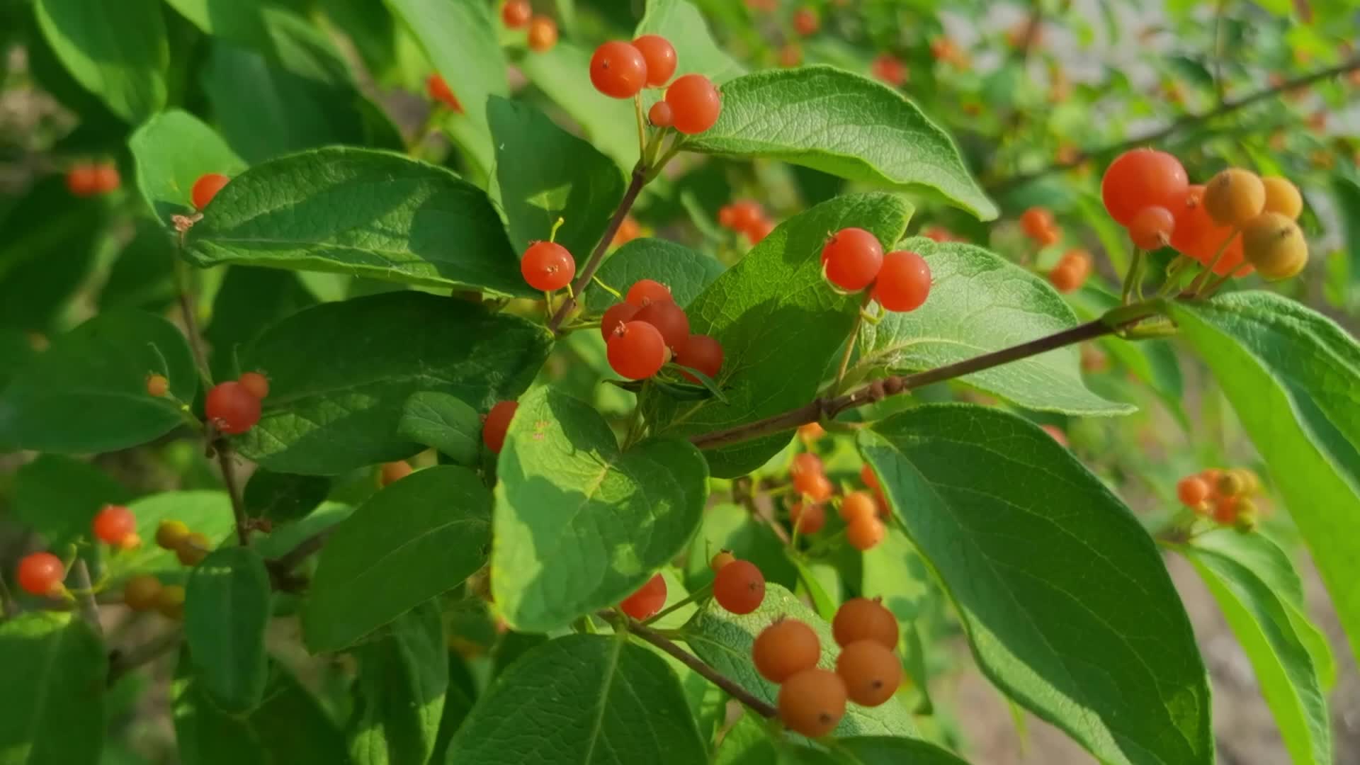 晶莹的忍冬果,原创视频