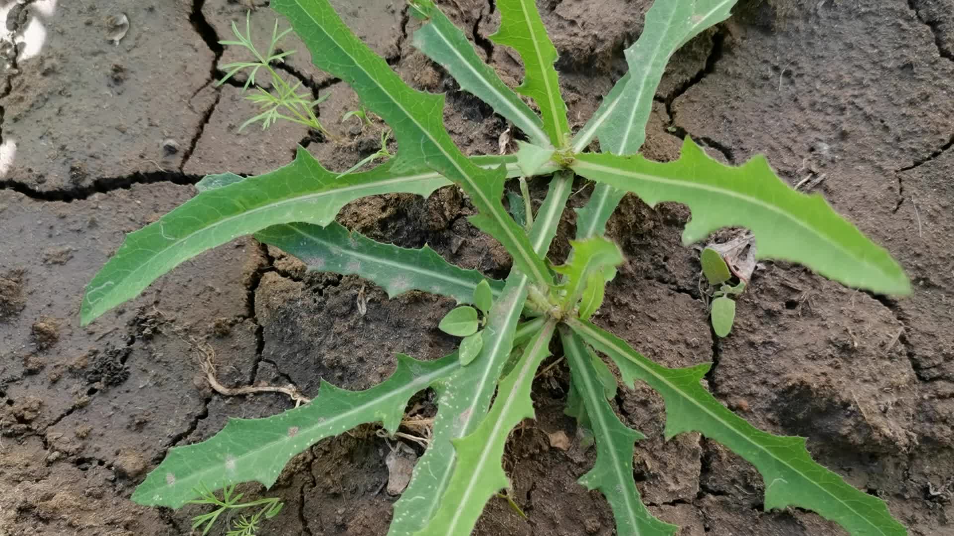 自然生长的苣荬菜,原创视频