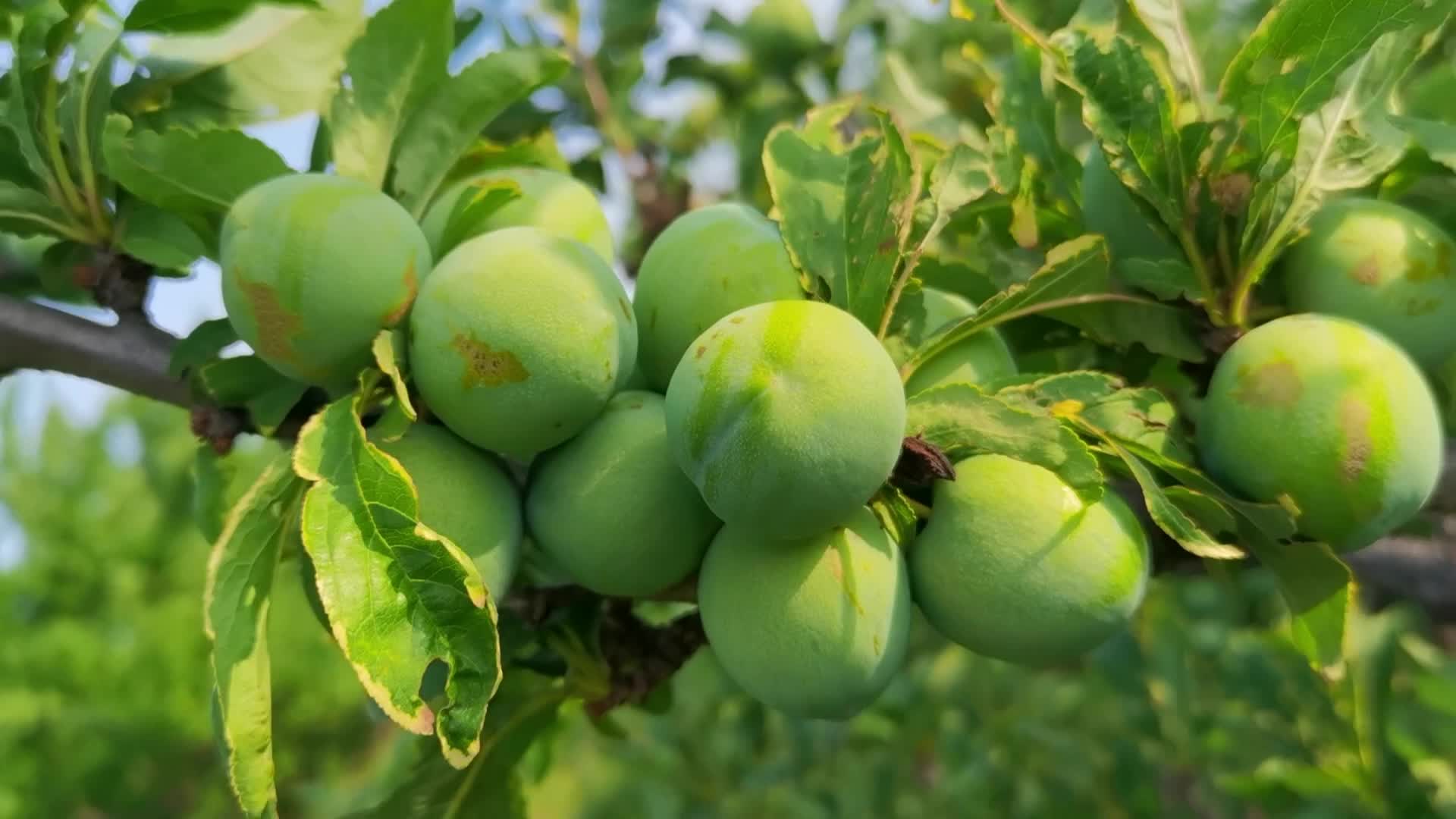 青李子,原创拍摄