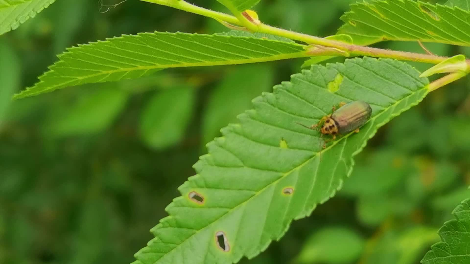 挟持带回自己居住地,并且威胁吓唬她 为您推荐: 青蒿上的一只小昆虫