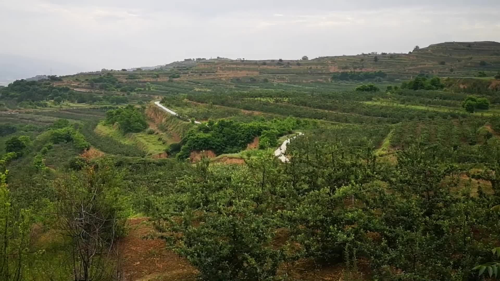 小蒙劝永强放弃果园,来豆腐厂工作,永强怎会甘心