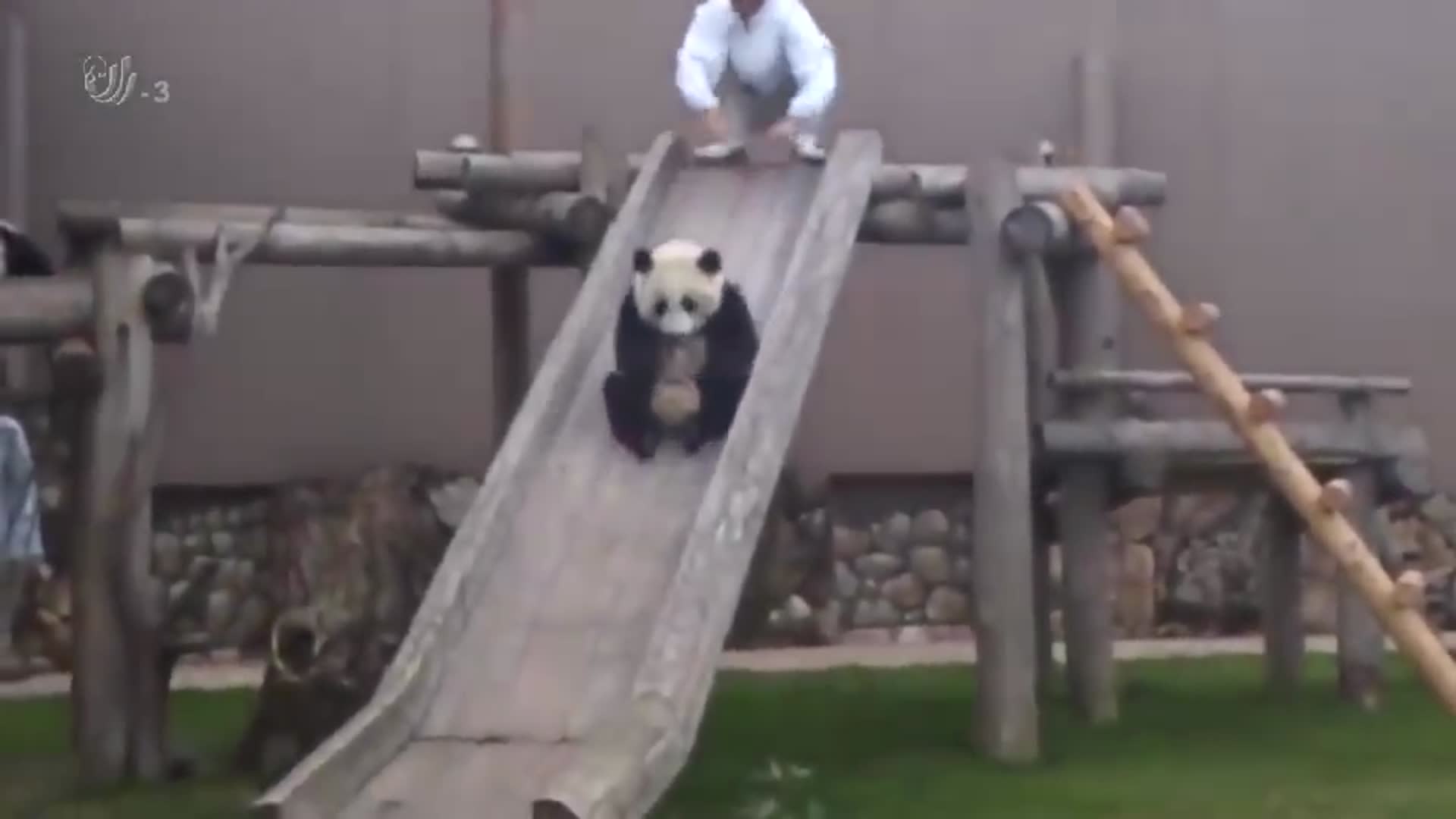饲养员陪熊猫玩滑滑梯,看起来真是太有爱啦|熊猫_新浪新闻