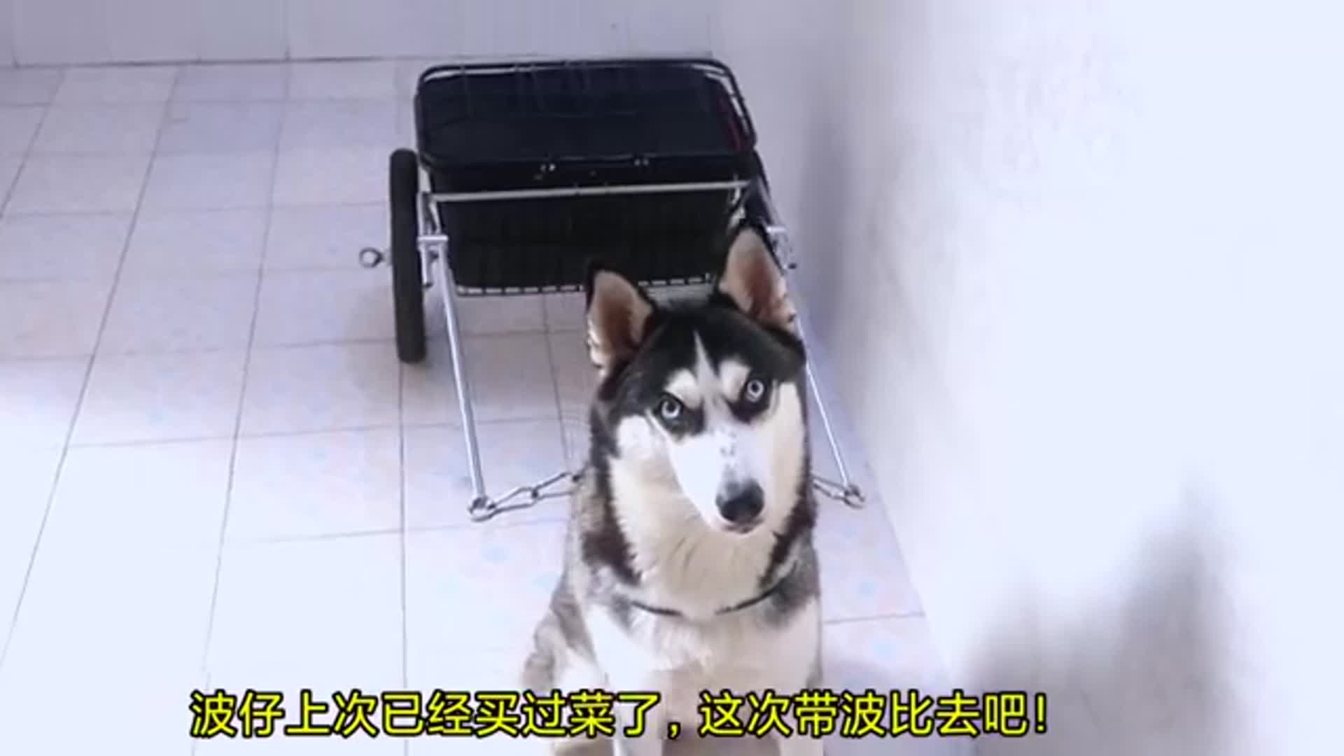 让二哈拉车收废品,环保又节能!