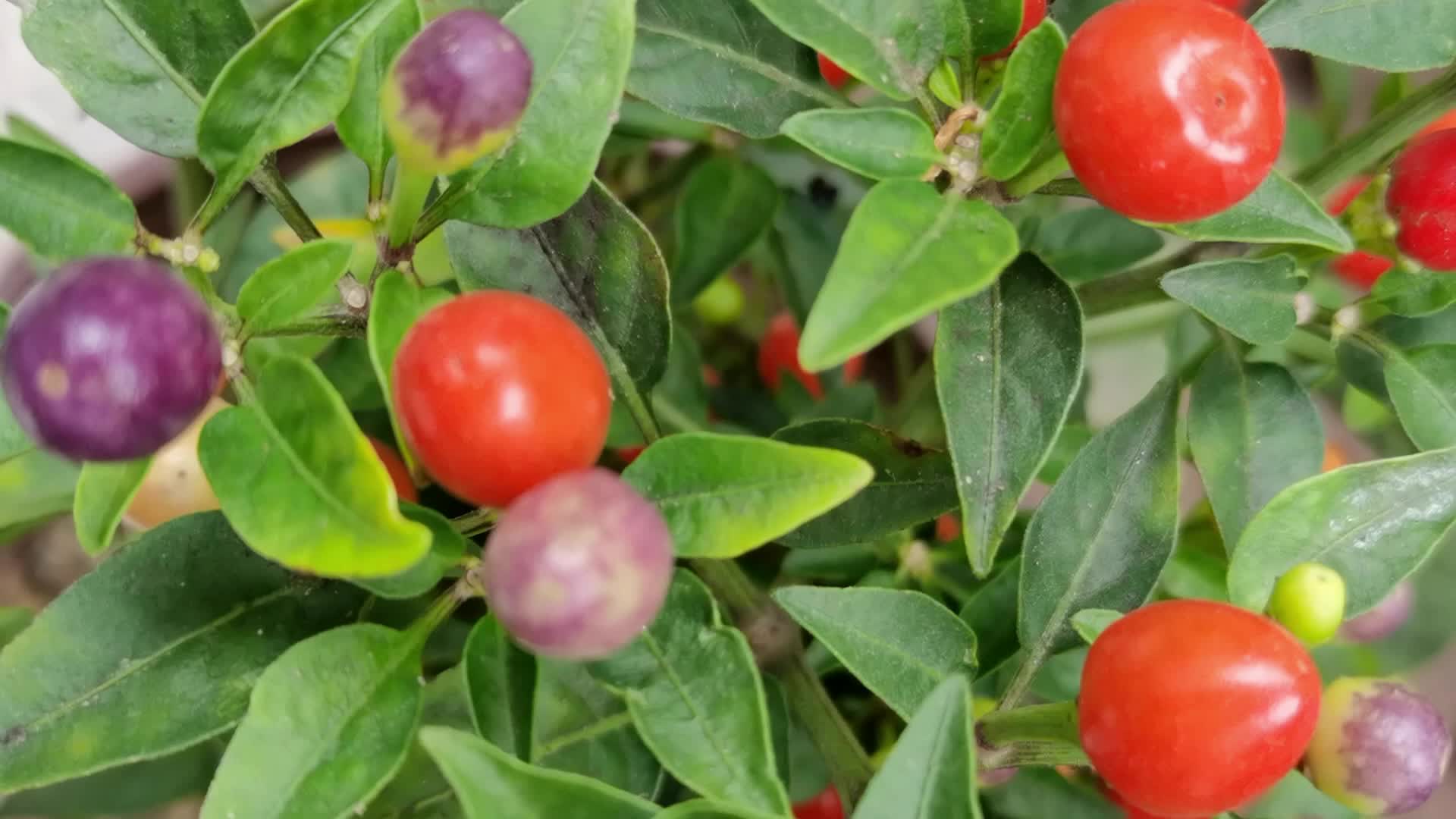 多彩的五彩椒,原创视频