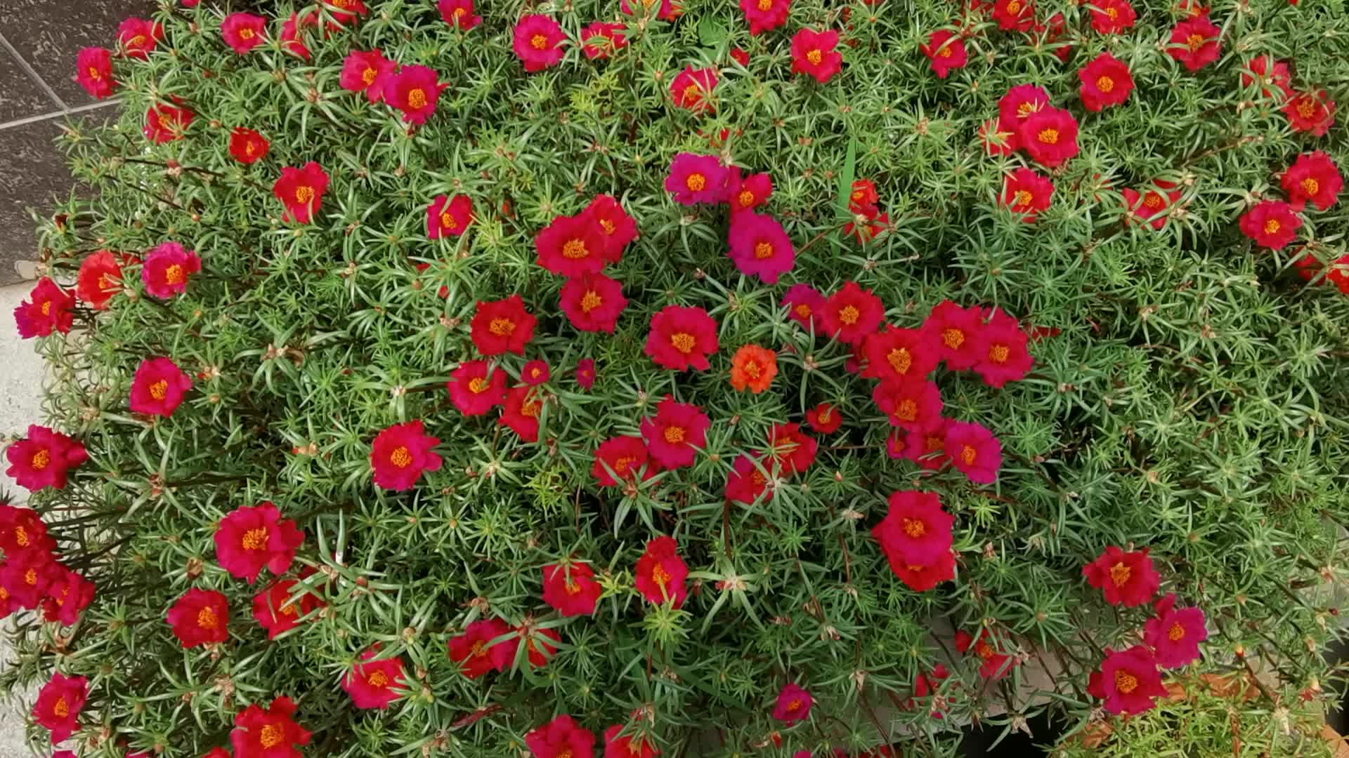 火红的太阳花,原创视频