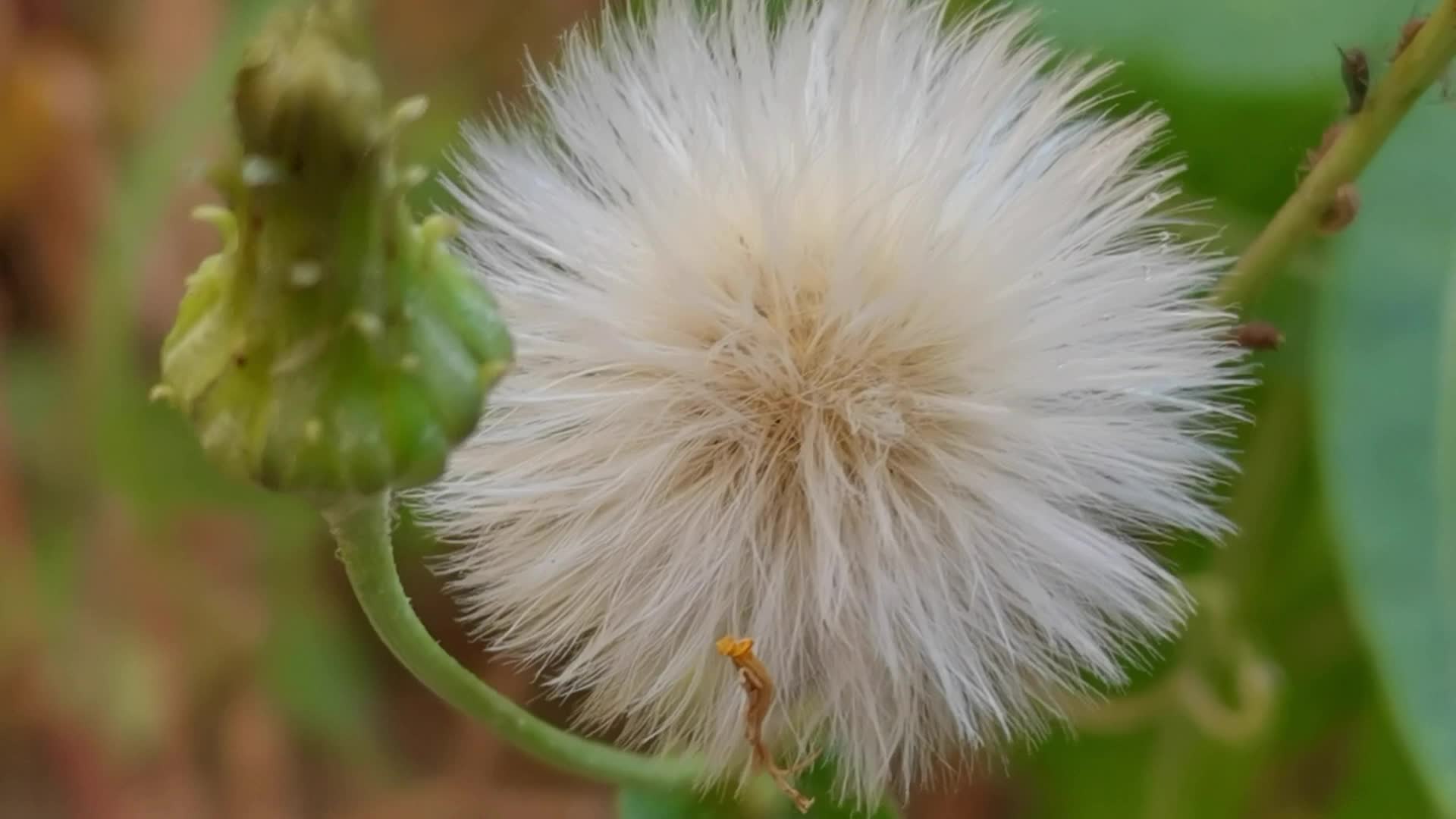苣荬菜种子,原创视频