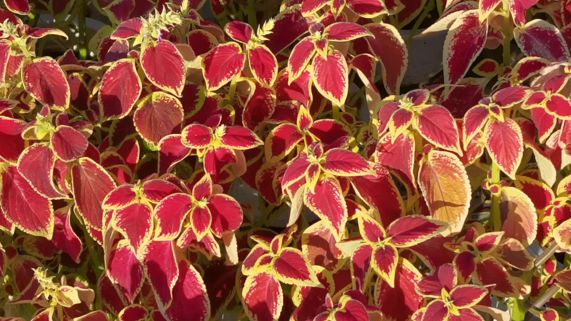 红心彩叶草,原创视频