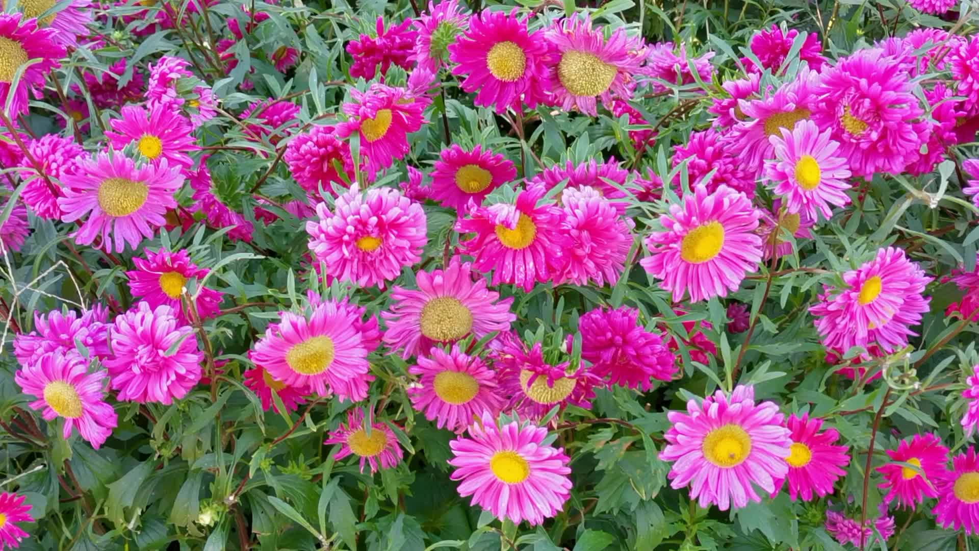 翠菊花,原创视频