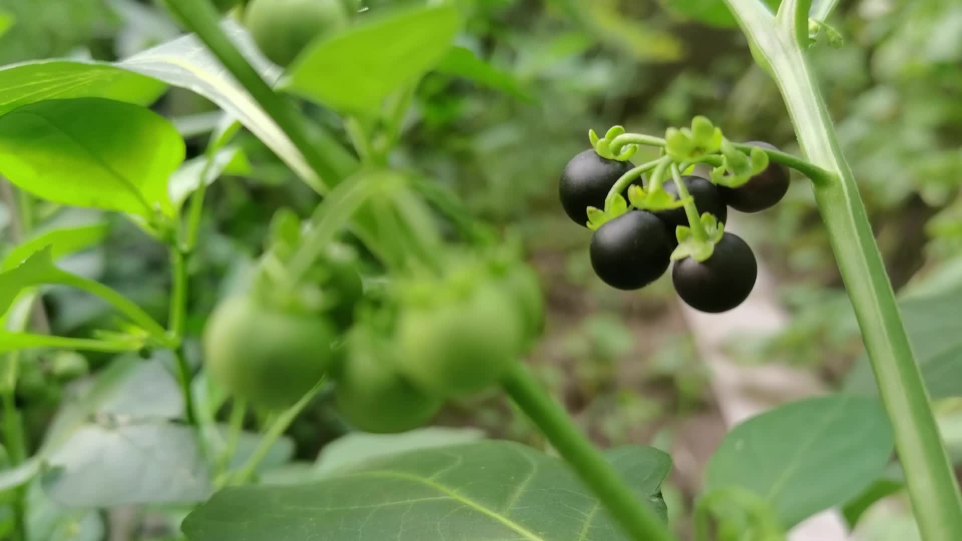 您推荐: 仙剑奇侠传3:万玉枝为救夫君,不惜劫持龙葵,要景天交出土灵珠
