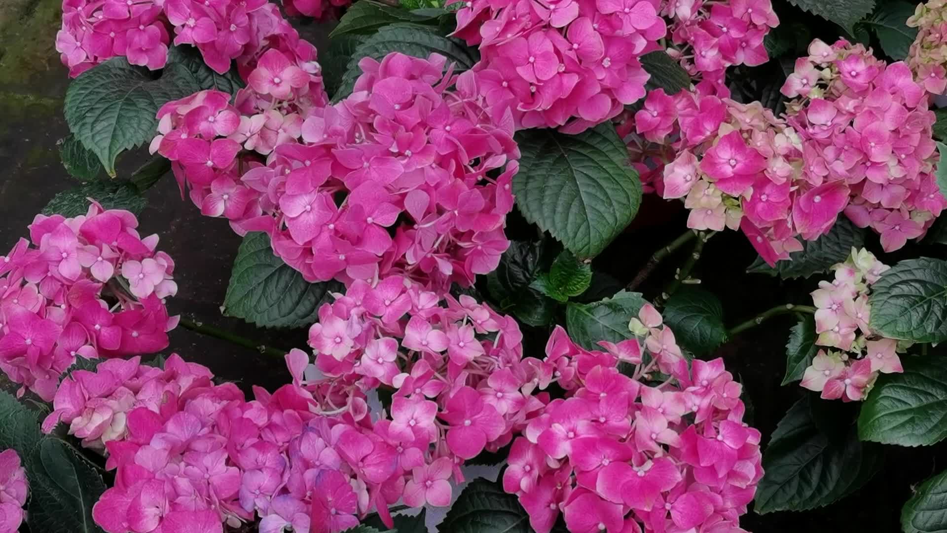 00:00 00:10 00:10 为您推荐: 媳妇本想开个玩笑,不料老公看到后,不