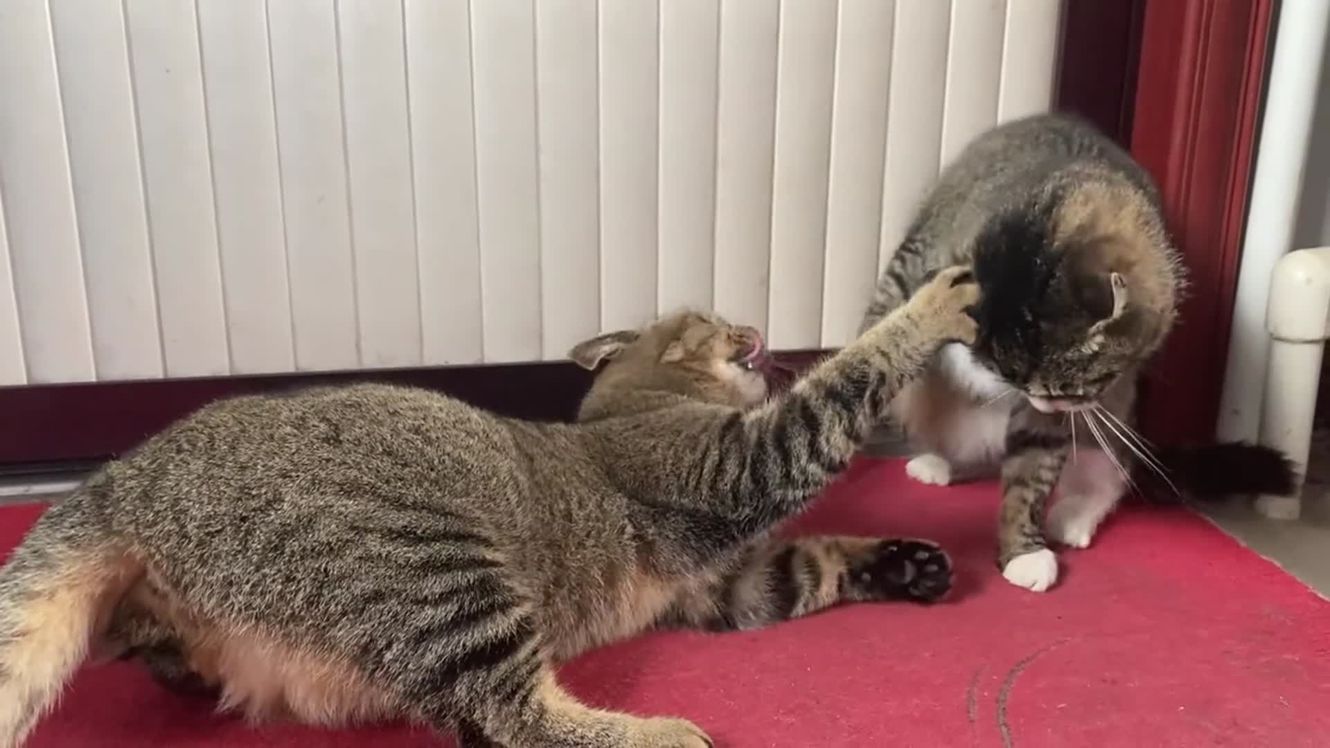 猫咪打架能够多萌全场挥拳48下对视7次竟然没有分出胜负