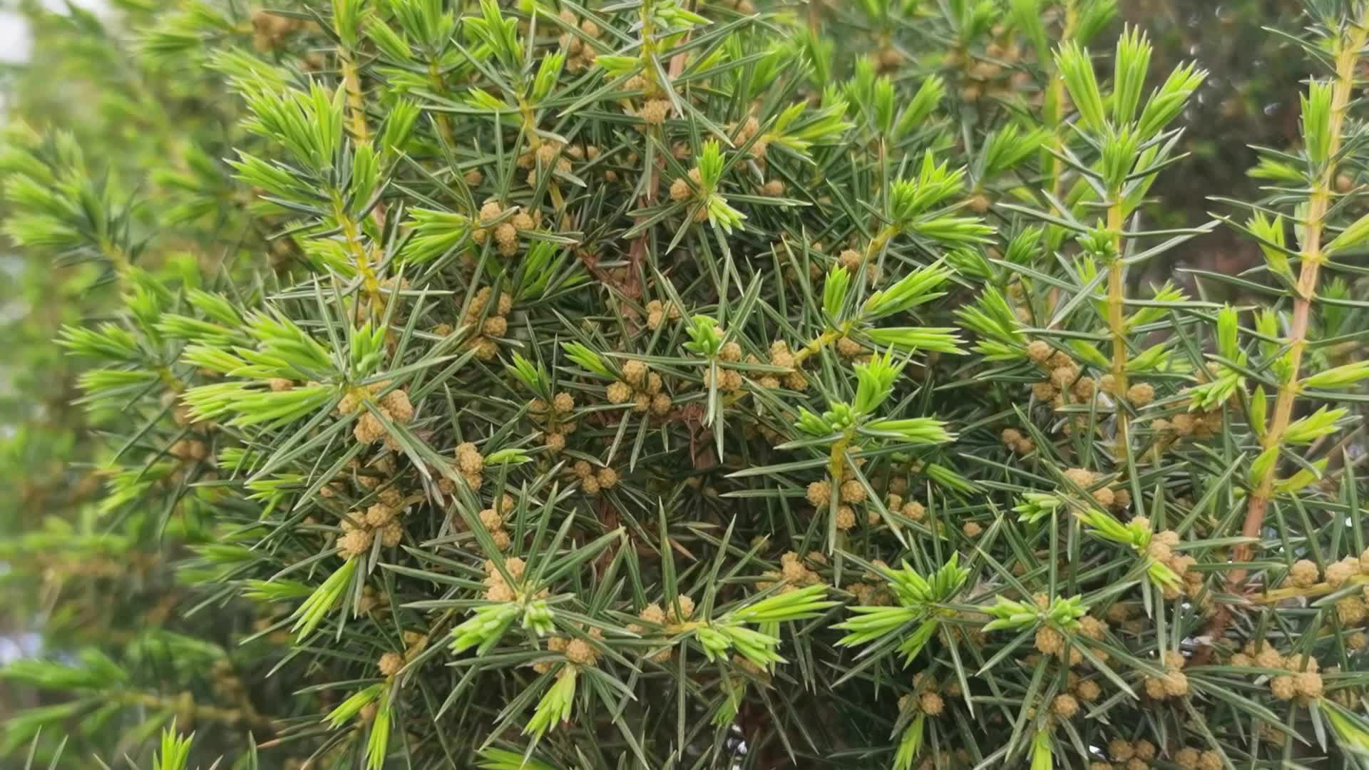 刺柏树小花原创视频