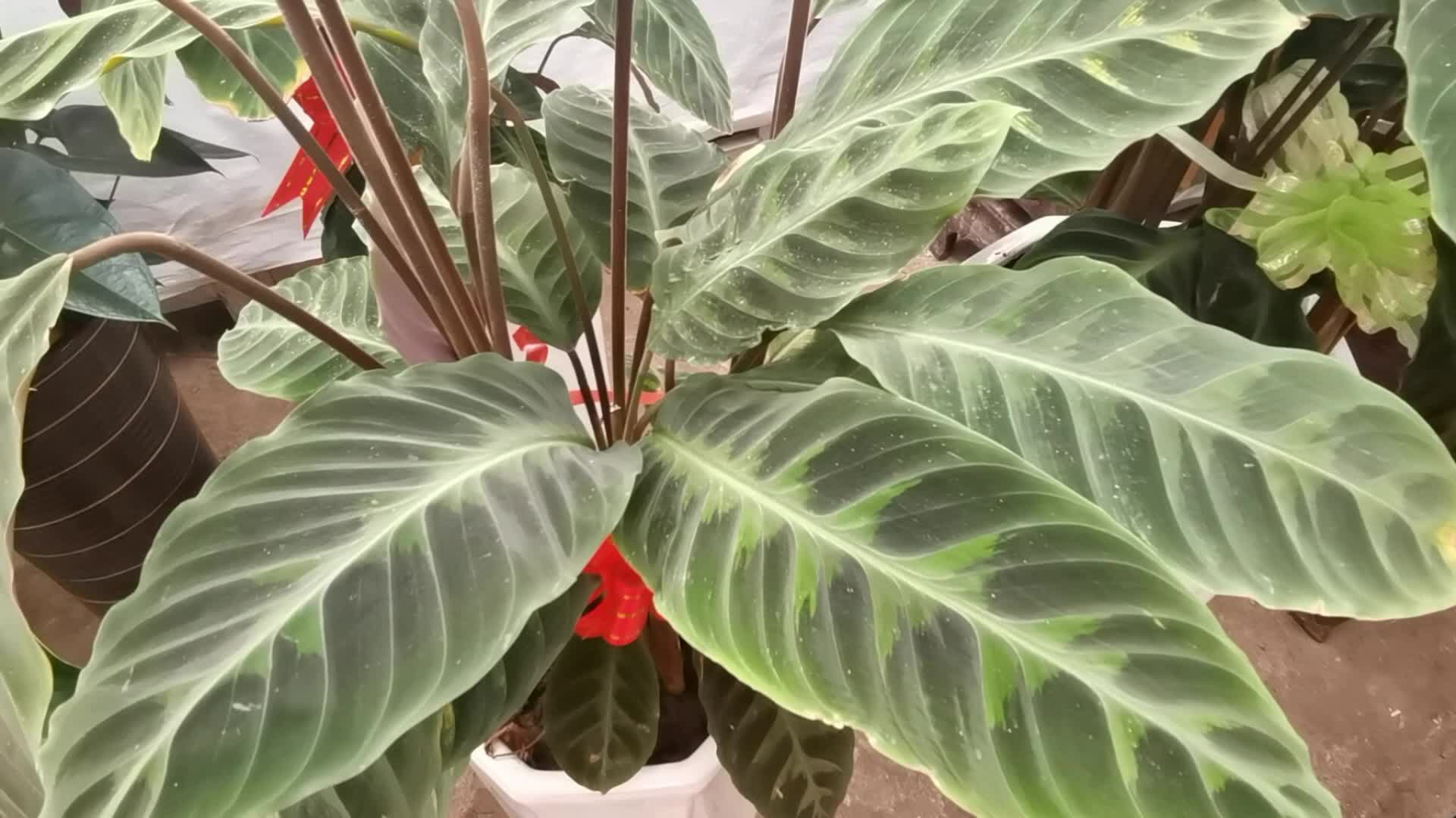 紫背天鹅绒竹芋原创视频