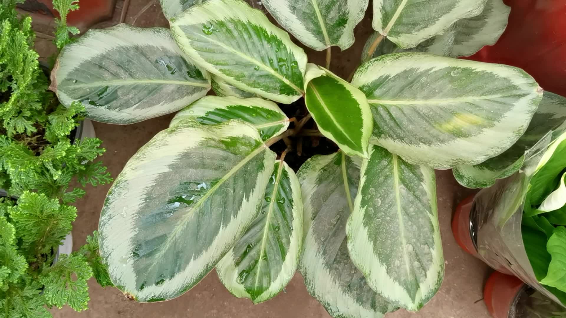 白边竹芋,原创视频