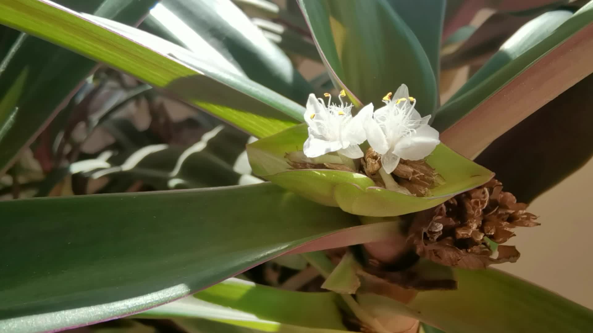 紫背万年青也叫蚌壳花原创视频