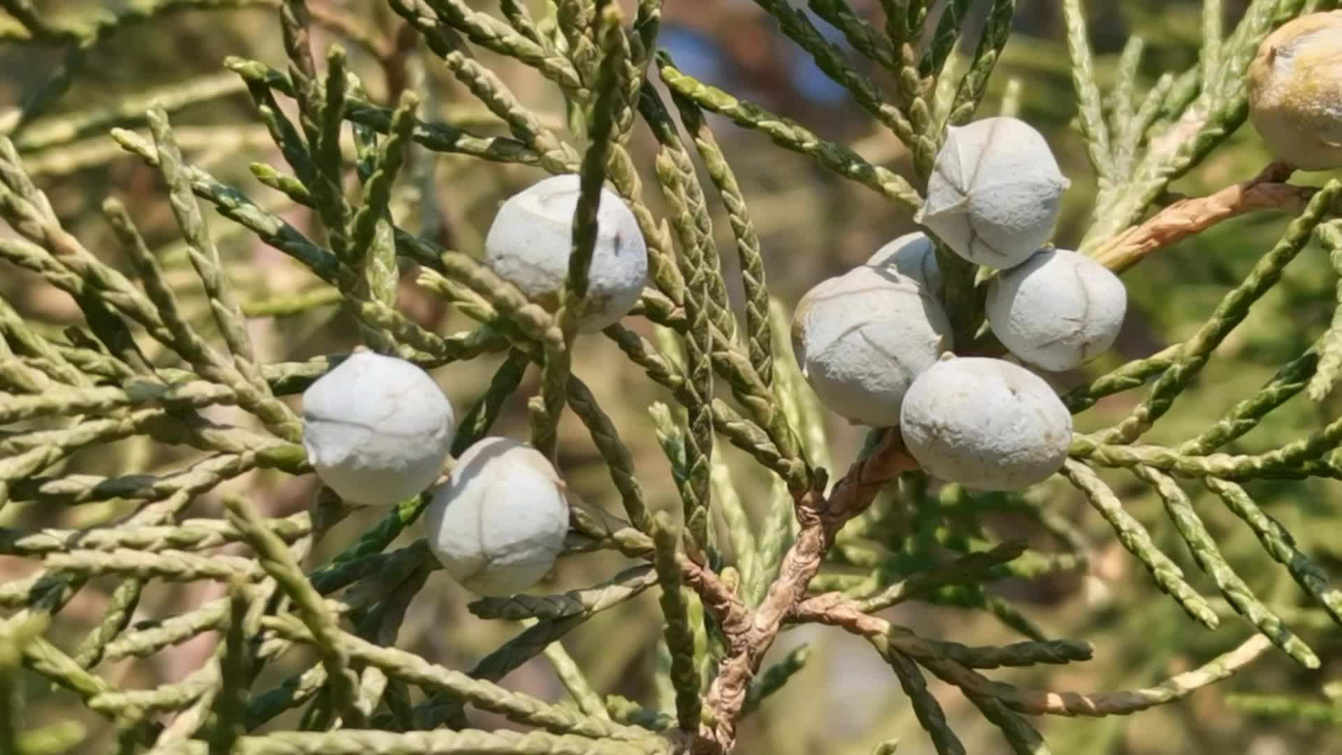 圆柏果实原创视频